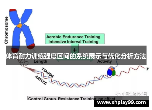 体育耐力训练强度区间的系统展示与优化分析方法
